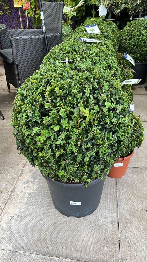 Buxus Ball PHOTO 2022 05 25 12 22 14