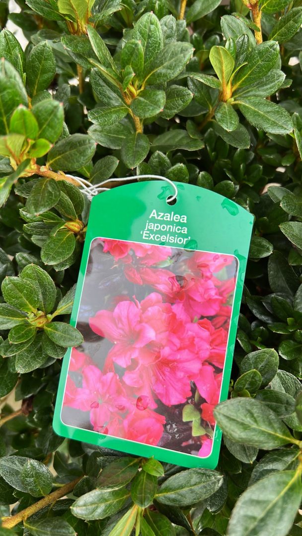 Azalea PHOTO 2022 09 13 11 06 54