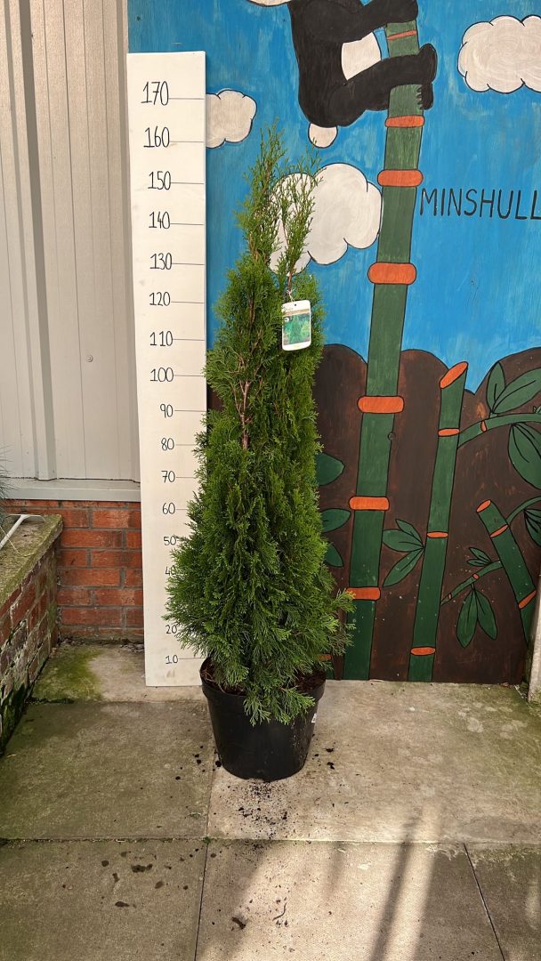 Thuja PHOTO 2022 11 04 14 07 29