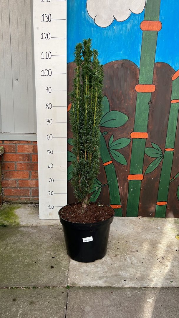 taxus Robusta PHOTO 2022 11 04 14 30 39